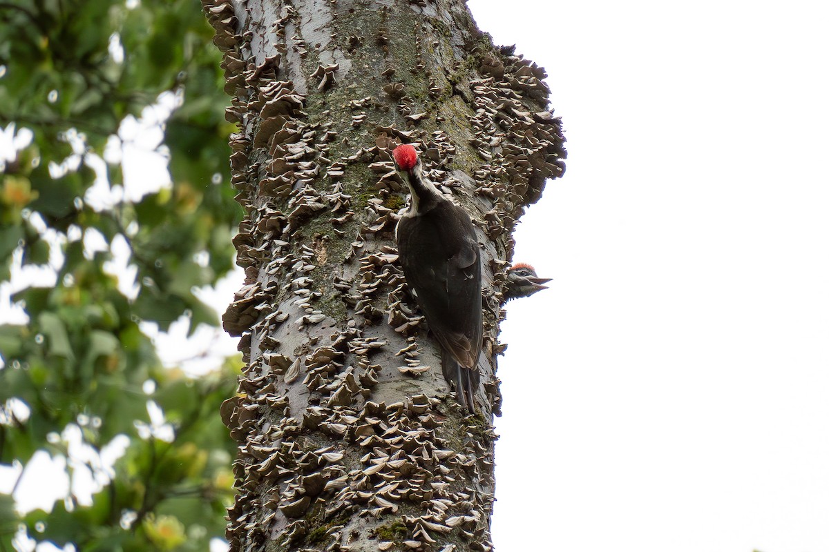 Pileated Woodpecker - Timothy Flynn