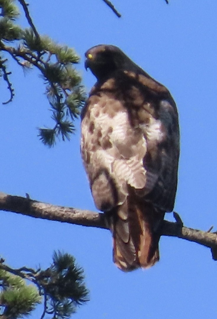 Red-tailed Hawk - Jim Rowoth