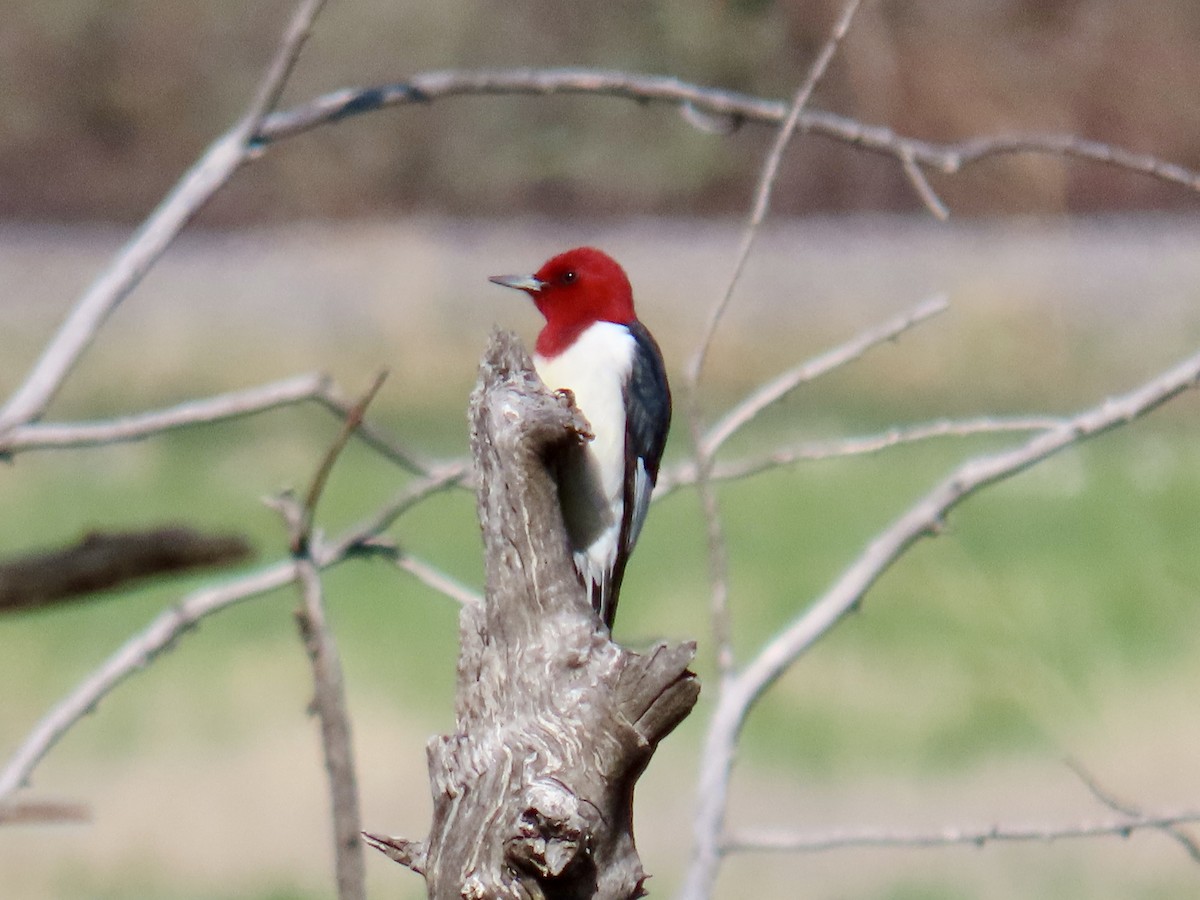 Red-headed Woodpecker - Misty Walters