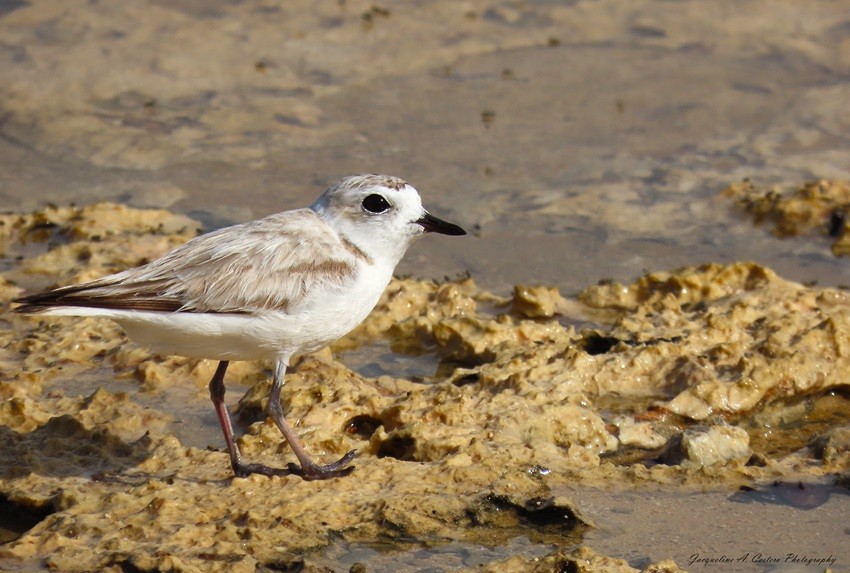 Snowy Plover - Jacqueline A Cestero Nature Explorers Anguilla Team