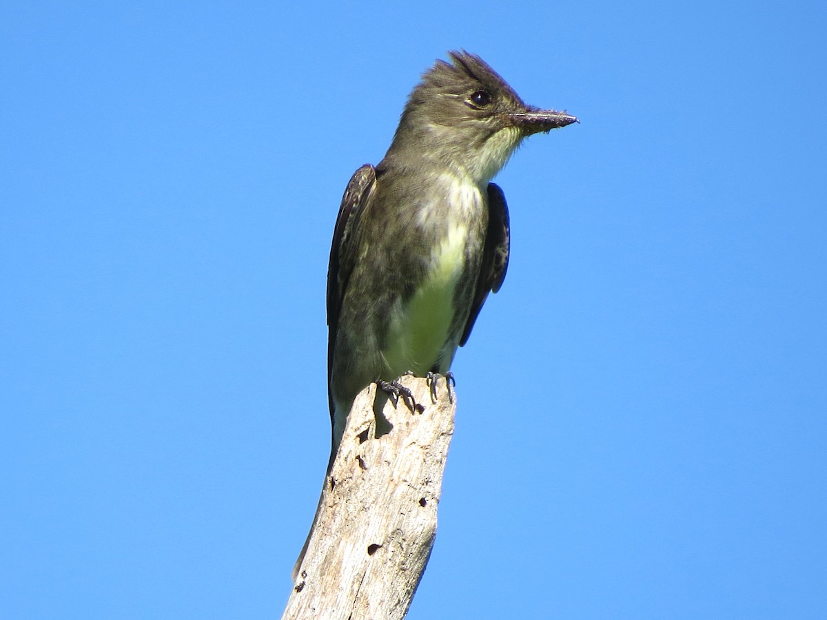 Olive-sided Flycatcher - John  Mariani