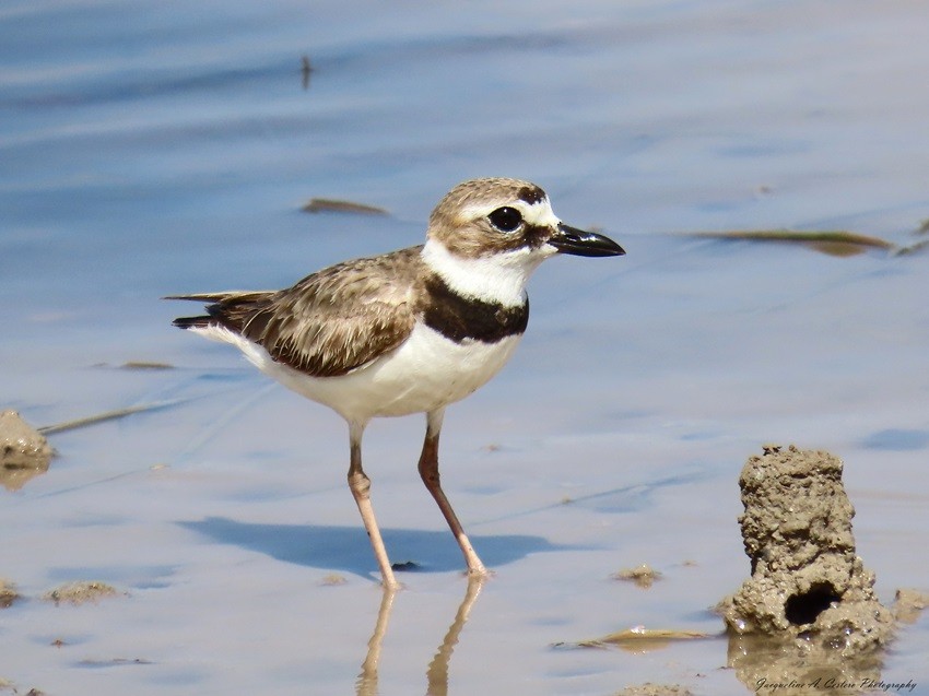 Wilson's Plover - ML619138525