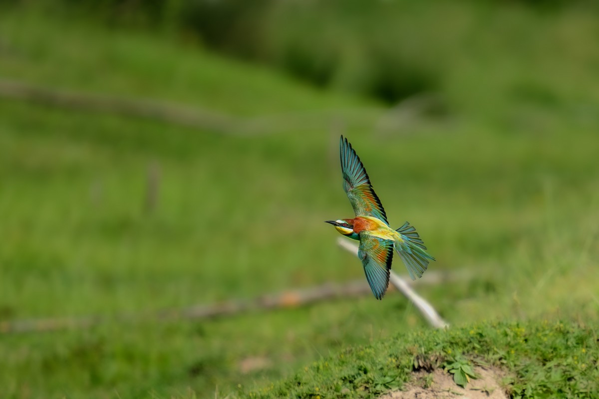 European Bee-eater - ML619138527