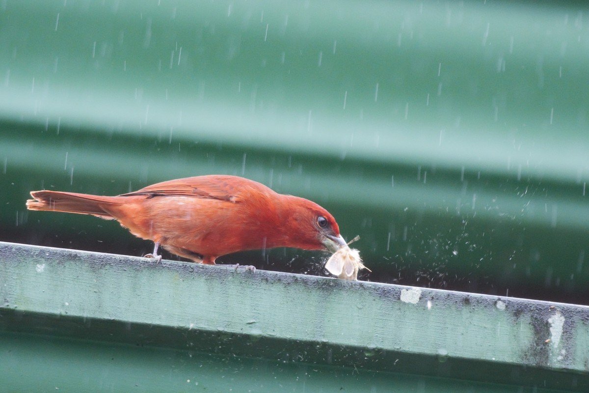 Hepatic Tanager - Alexandra Barath