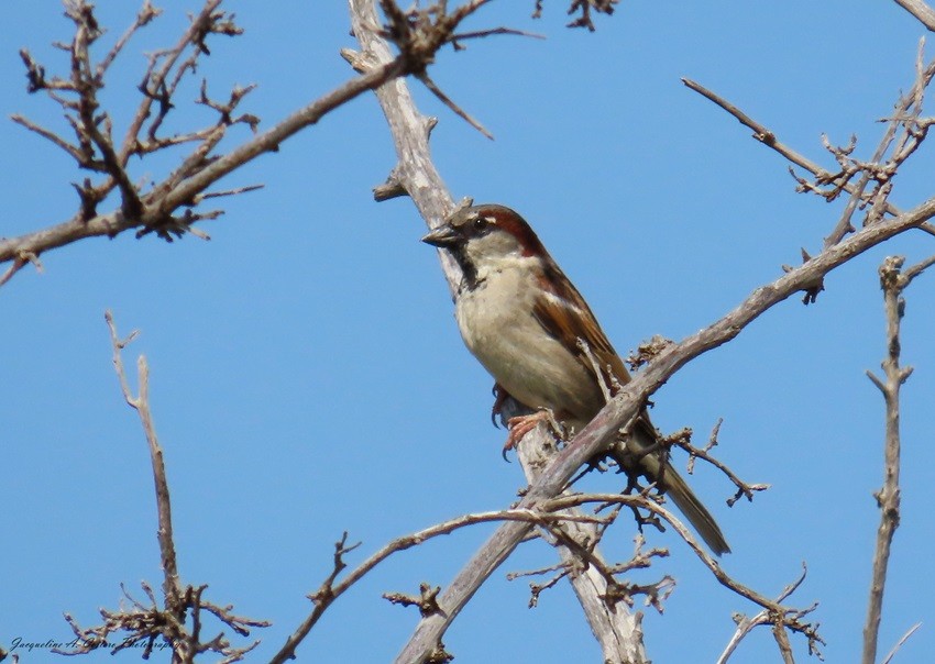 House Sparrow - ML619138538