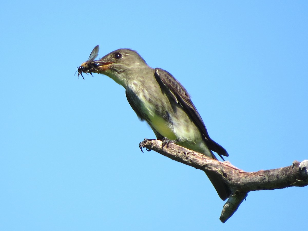 Olive-sided Flycatcher - John  Mariani