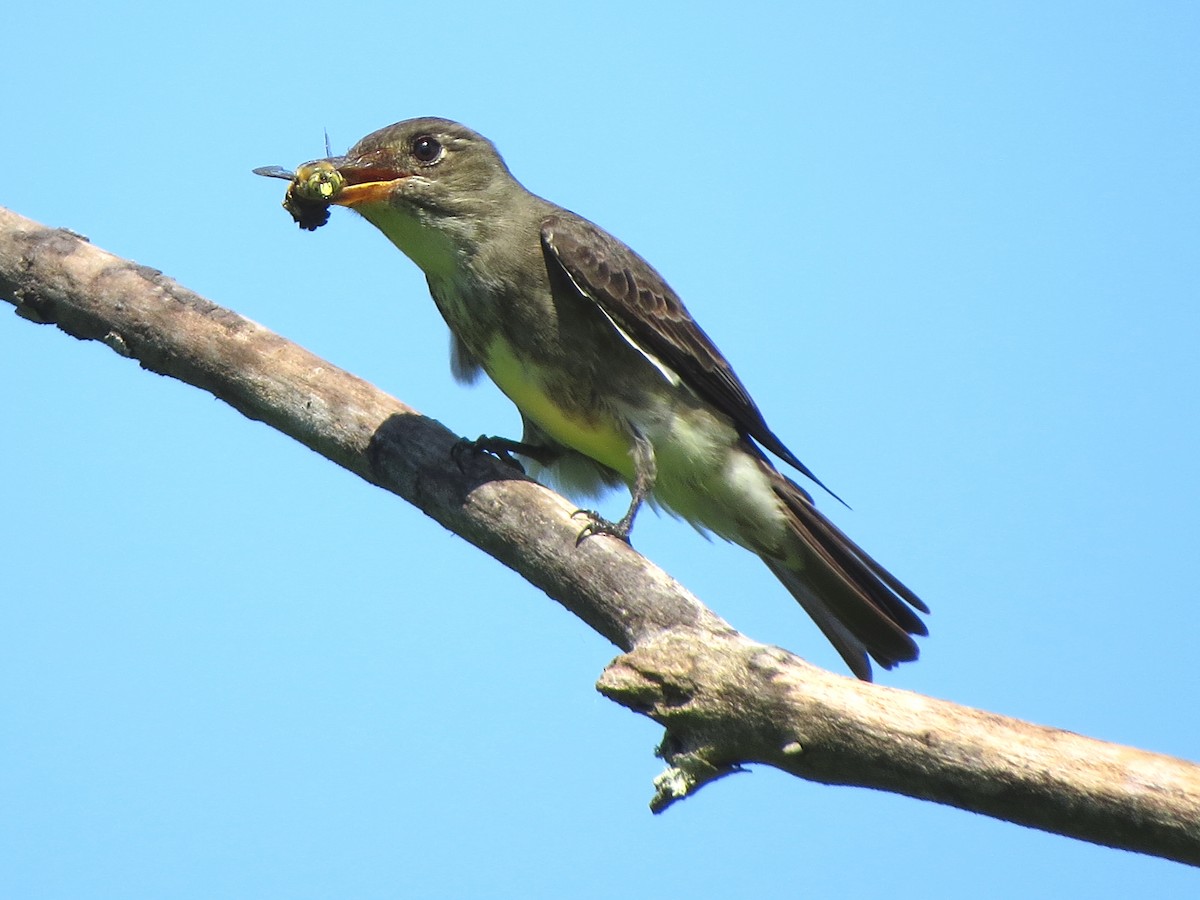 Olive-sided Flycatcher - John  Mariani