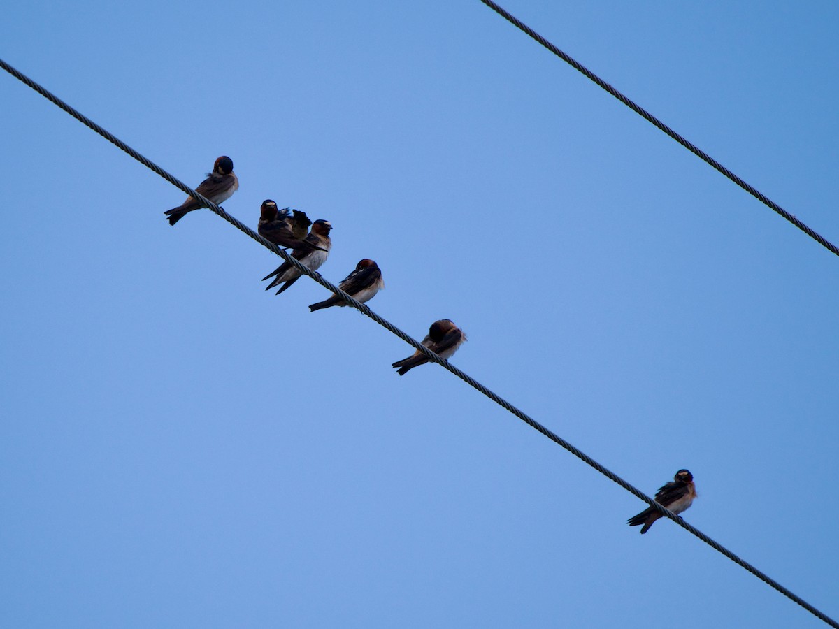 Cliff Swallow - ML619138562