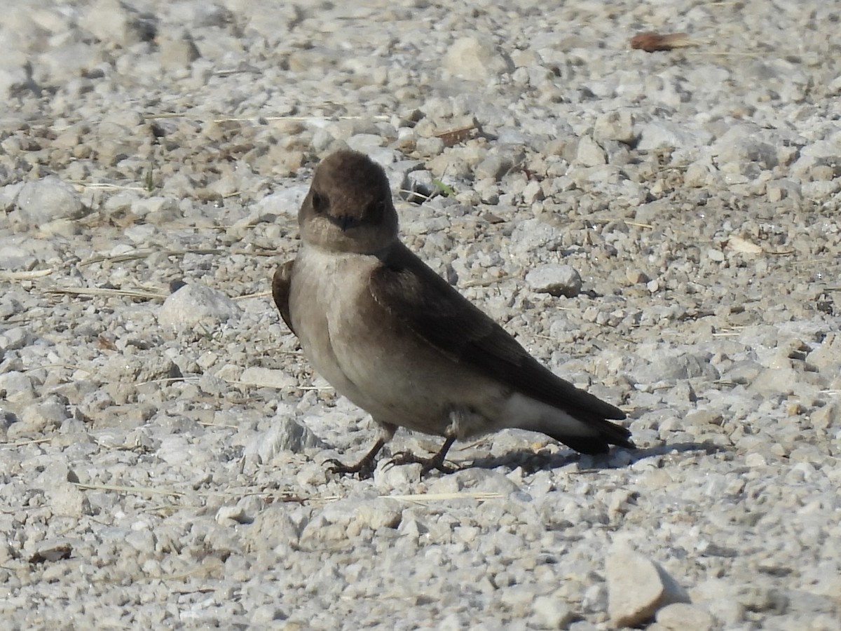 Northern Rough-winged Swallow - Jenny Flexman