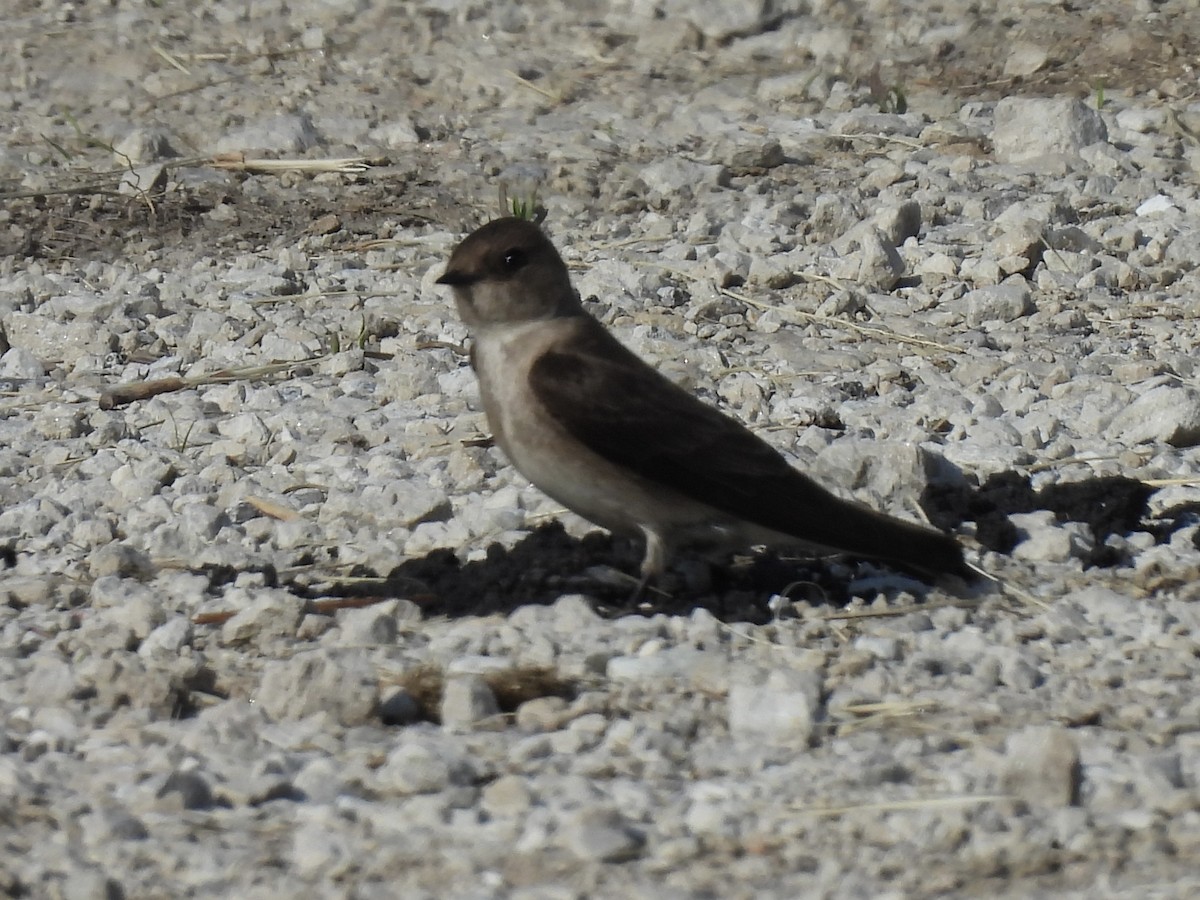 Northern Rough-winged Swallow - ML619138568