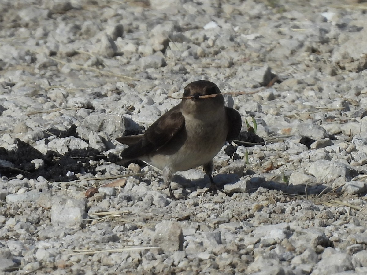 Northern Rough-winged Swallow - ML619138569