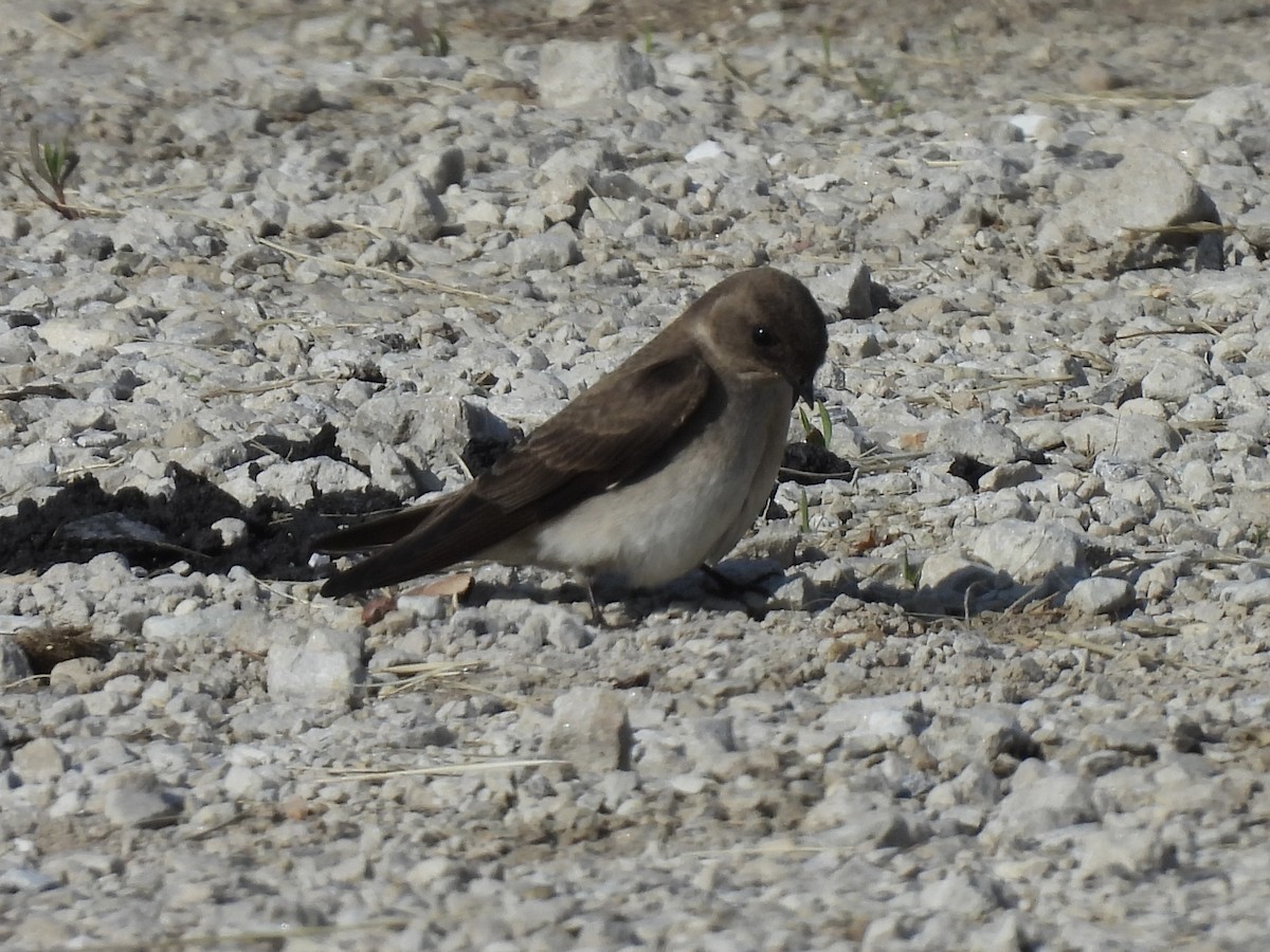 Northern Rough-winged Swallow - ML619138570