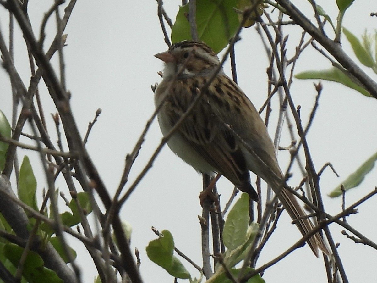 Clay-colored Sparrow - ML619138592