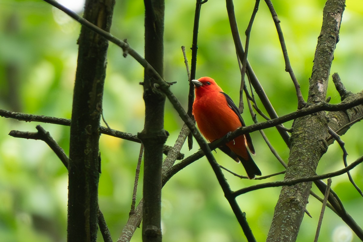 Scarlet Tanager - ML619138595