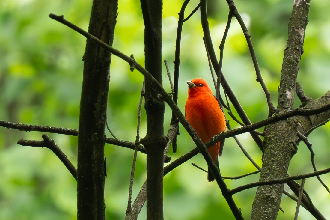 Scarlet Tanager - ML619138596