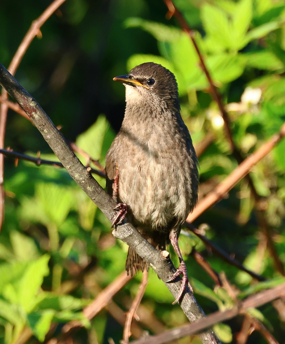 European Starling - Nik Teichmann