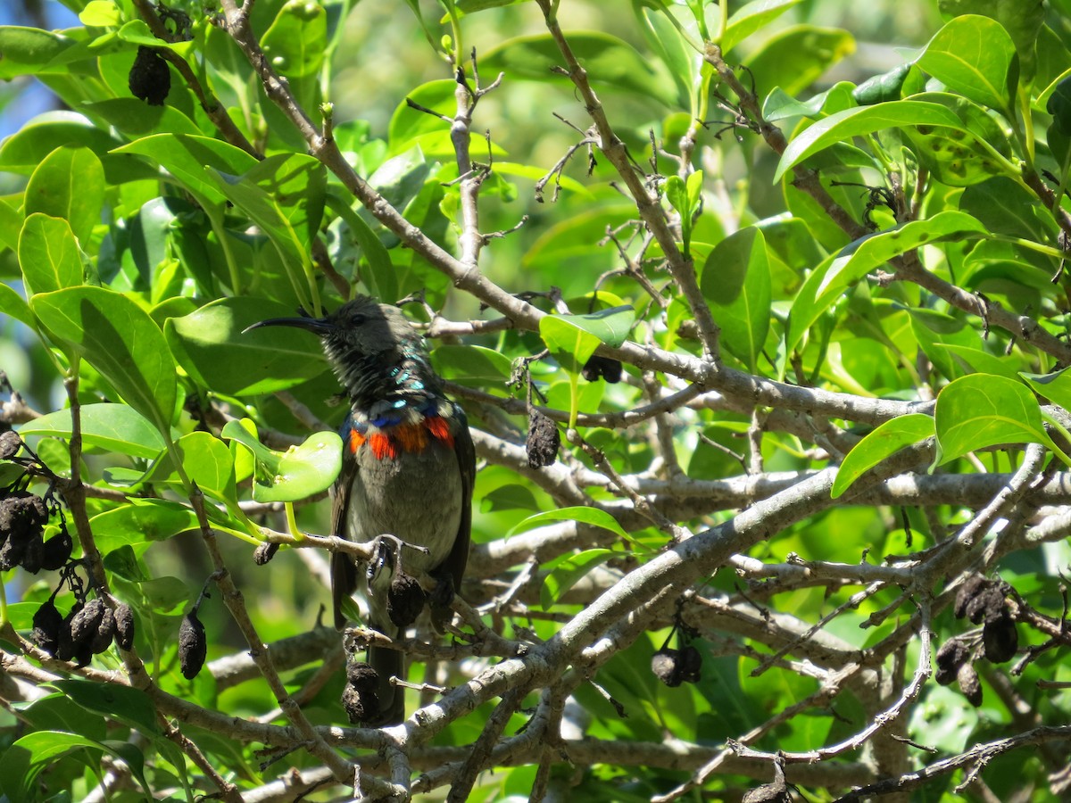 Southern Double-collared Sunbird - Mike & Angela Stahl