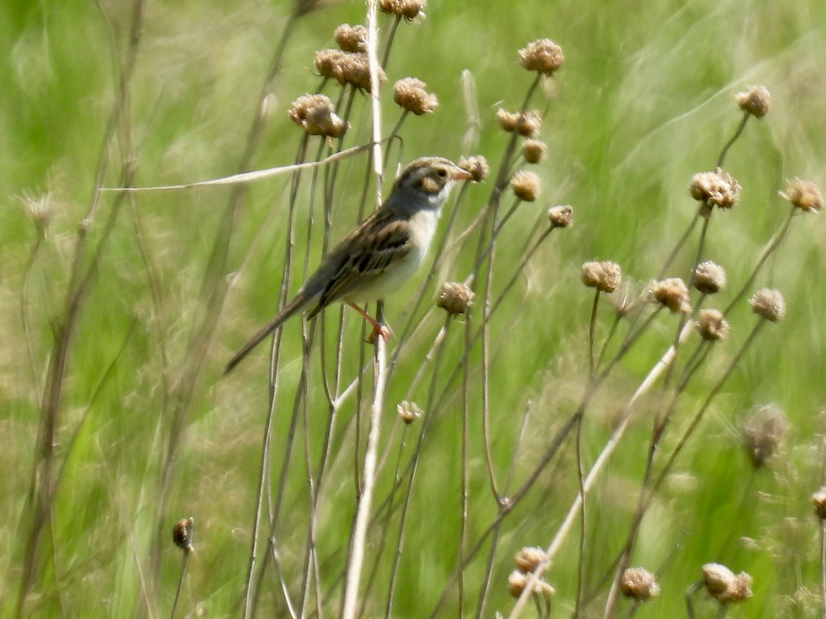 Clay-colored Sparrow - Bonnie Penet