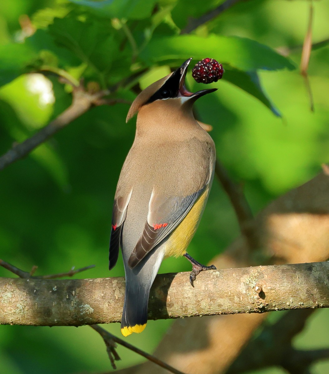 Cedar Waxwing - Nik Teichmann