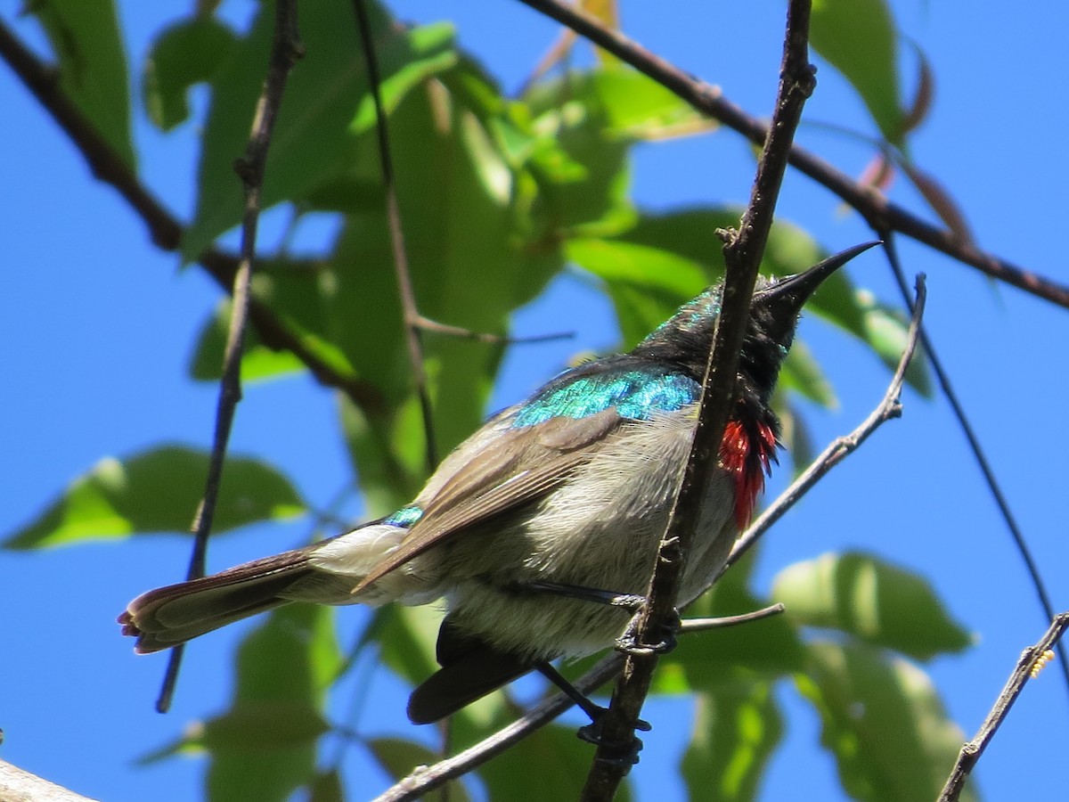 Southern Double-collared Sunbird - Mike & Angela Stahl