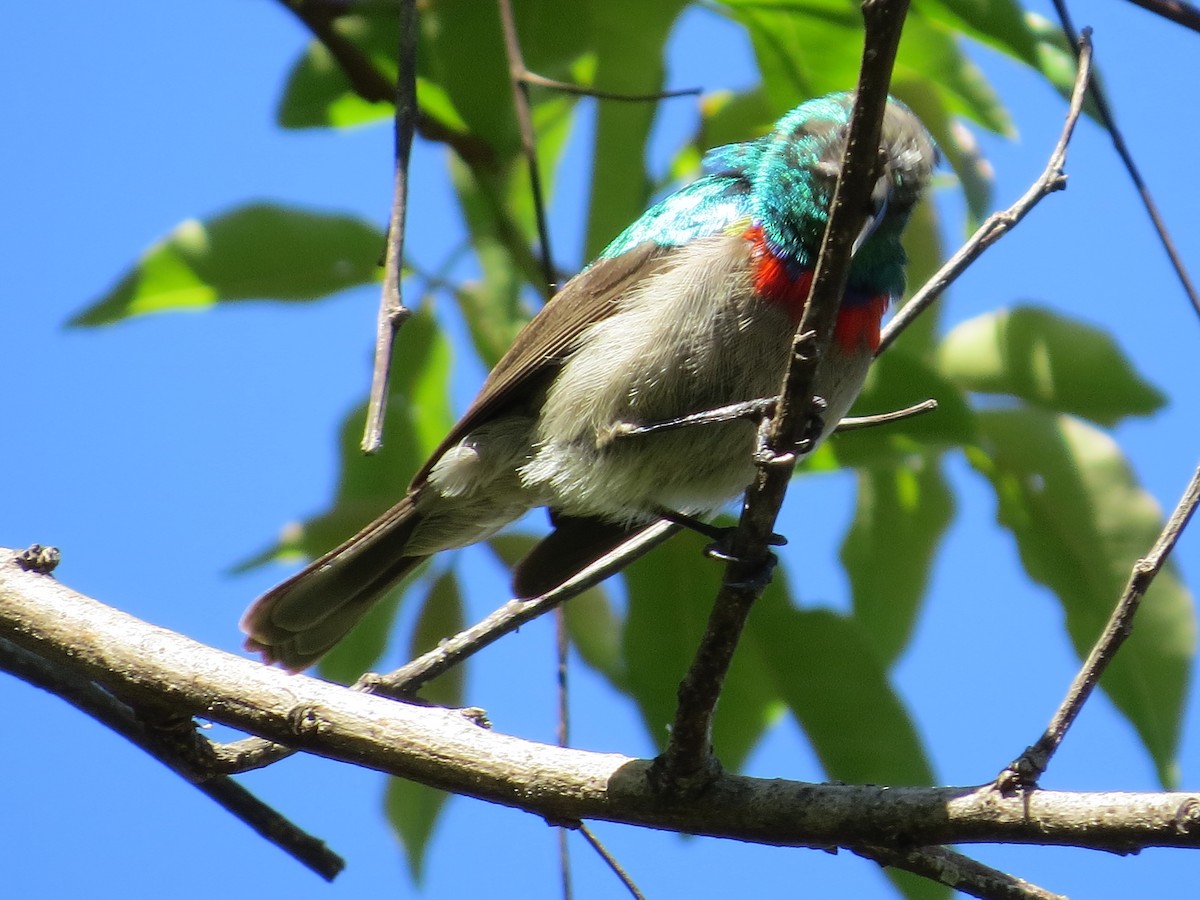 Southern Double-collared Sunbird - Mike & Angela Stahl