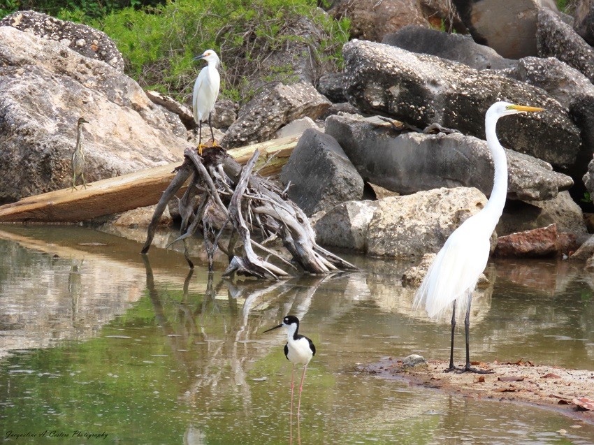 Great Egret - ML619138630