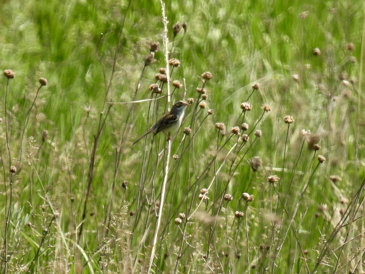 Clay-colored Sparrow - Bonnie Penet