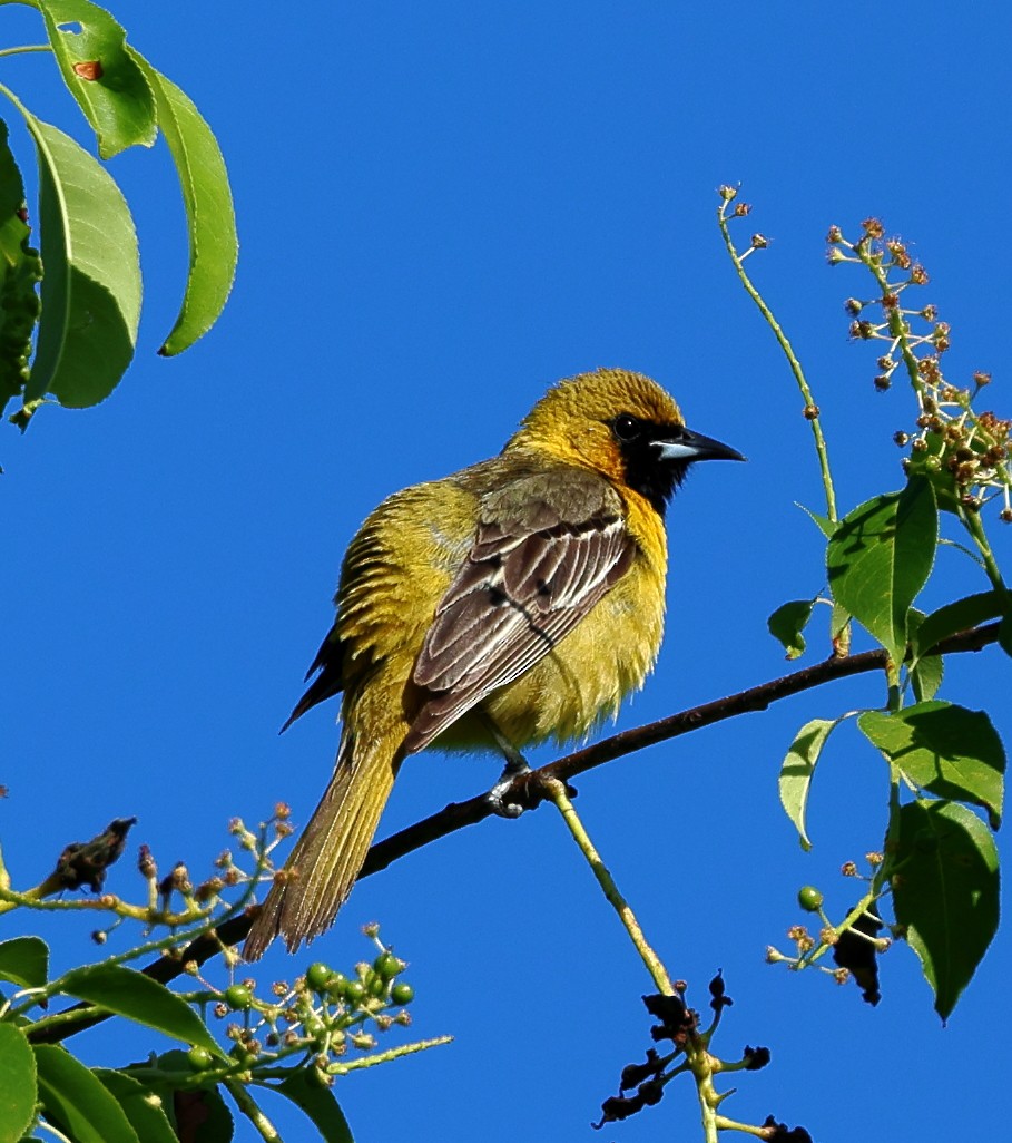 Orchard Oriole - Nik Teichmann