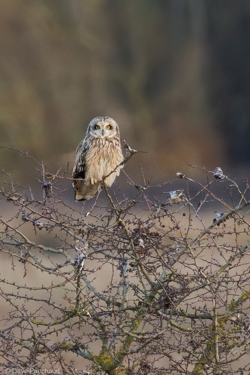 Hibou des marais - ML619138636