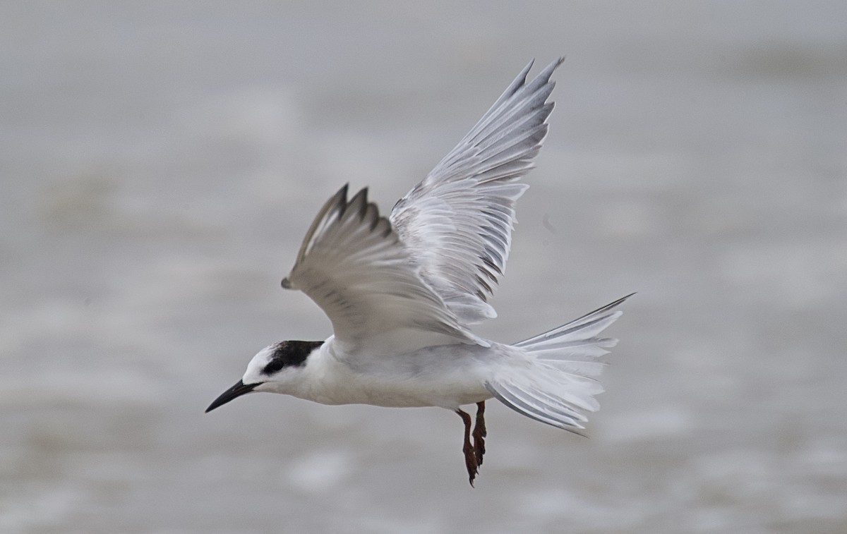 Common Tern - Larry Wielgot