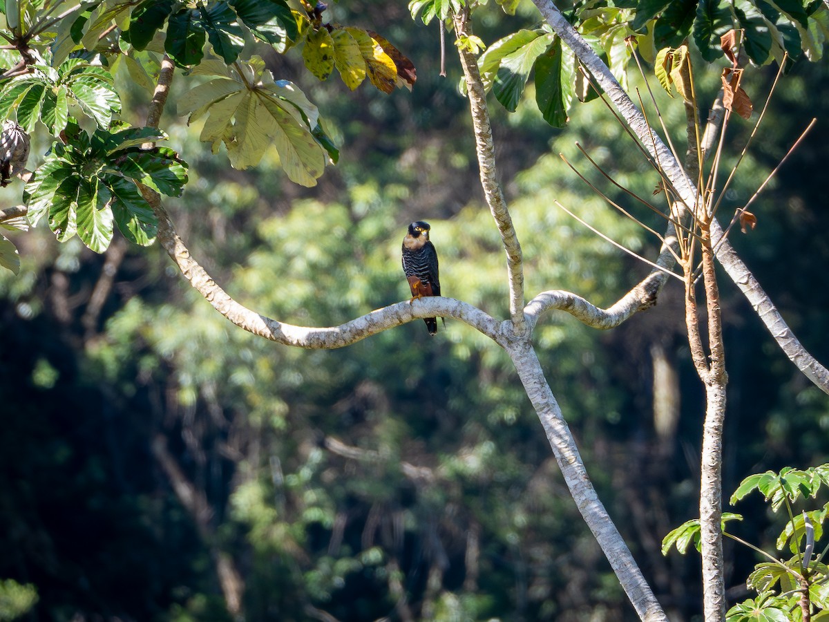 Bat Falcon - Vitor Rolf Laubé