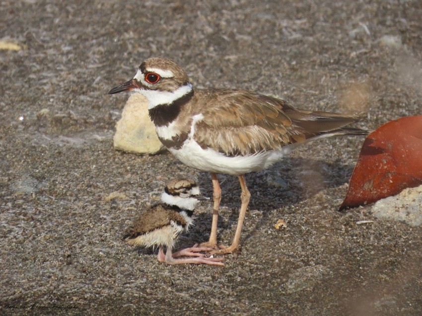 Killdeer - ML619138685