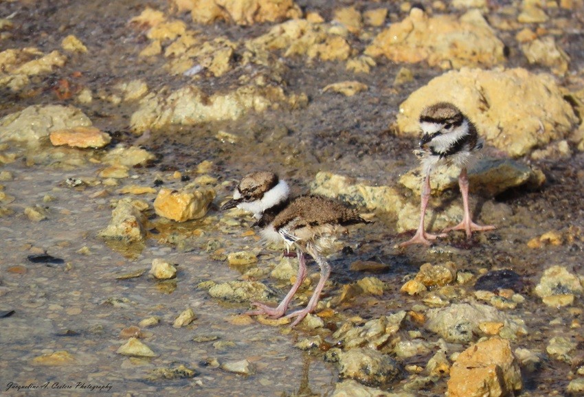 Killdeer - ML619138686