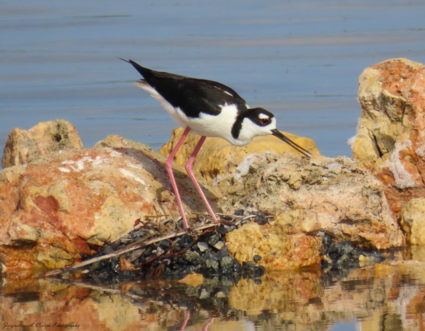 Black-necked Stilt - ML619138696