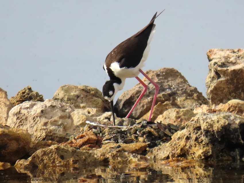 Black-necked Stilt - ML619138697