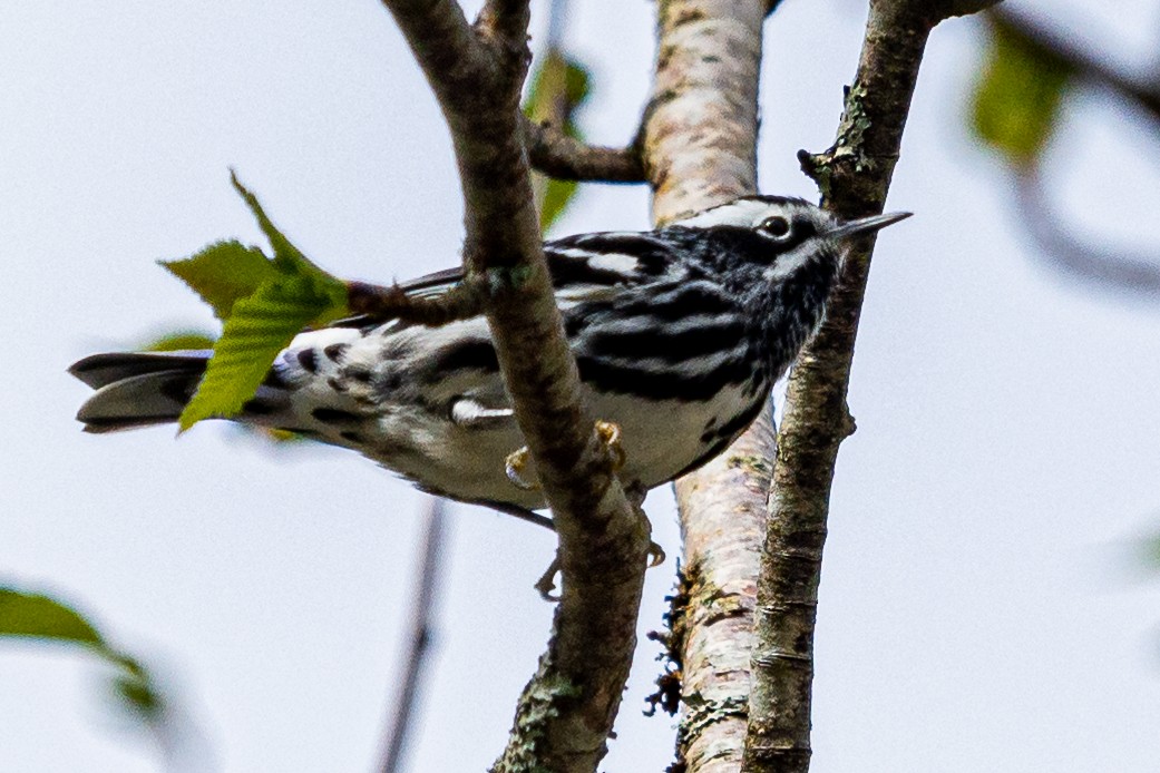 Black-and-white Warbler - Walt Barrows