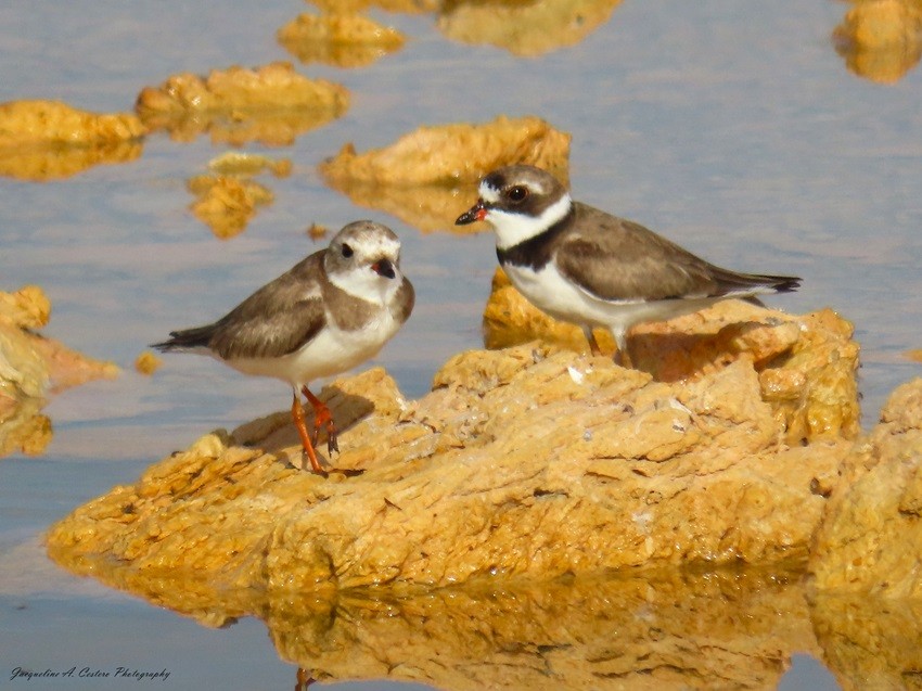 Semipalmated Plover - ML619138703