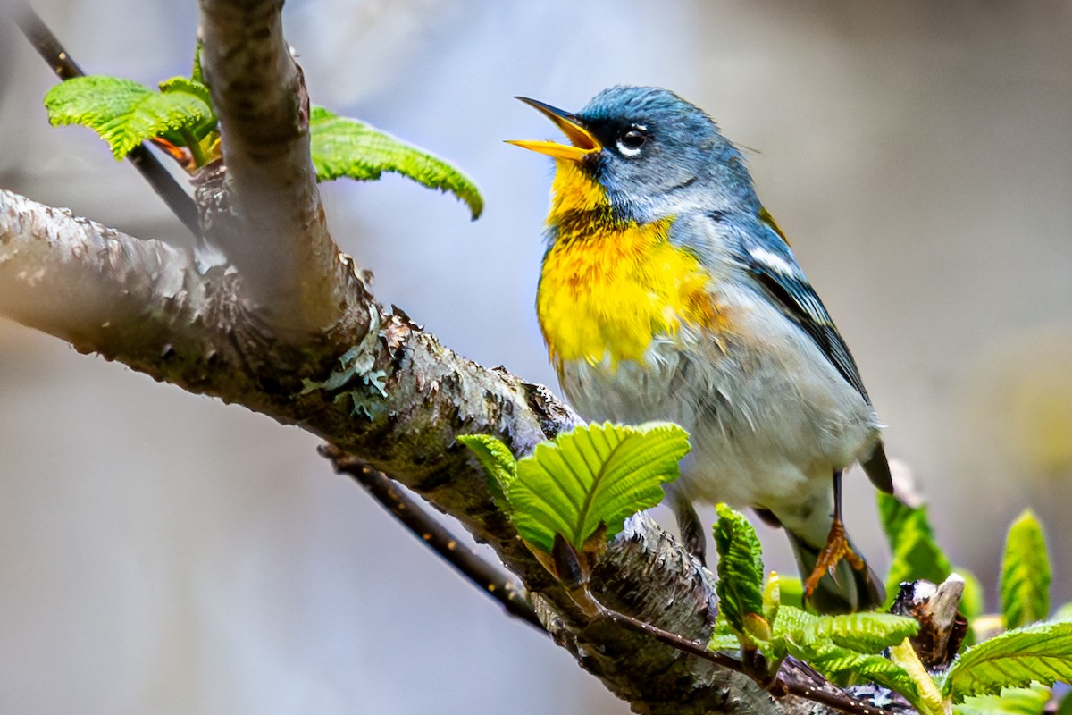 Northern Parula - Walt Barrows