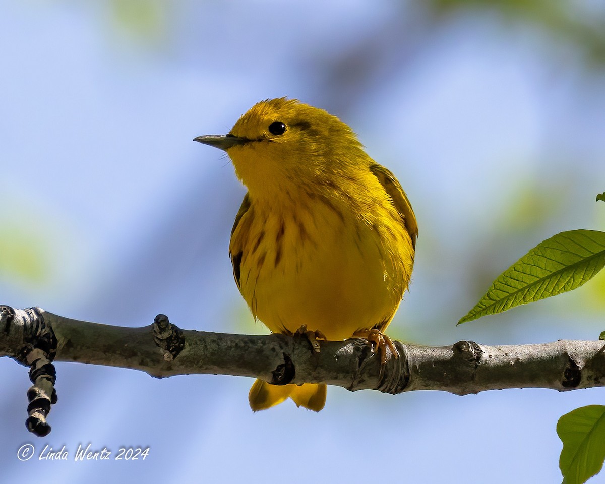 Yellow Warbler - Linda Wentz