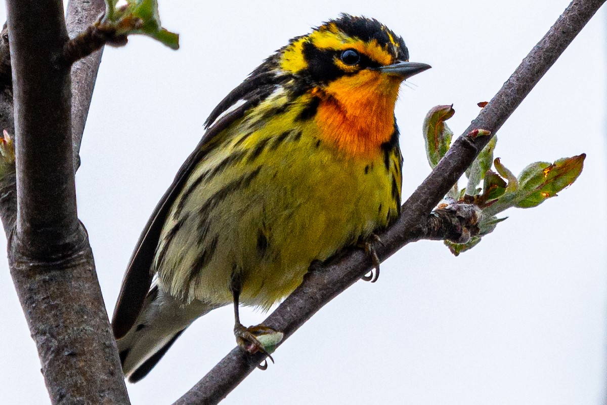 Blackburnian Warbler - Walt Barrows