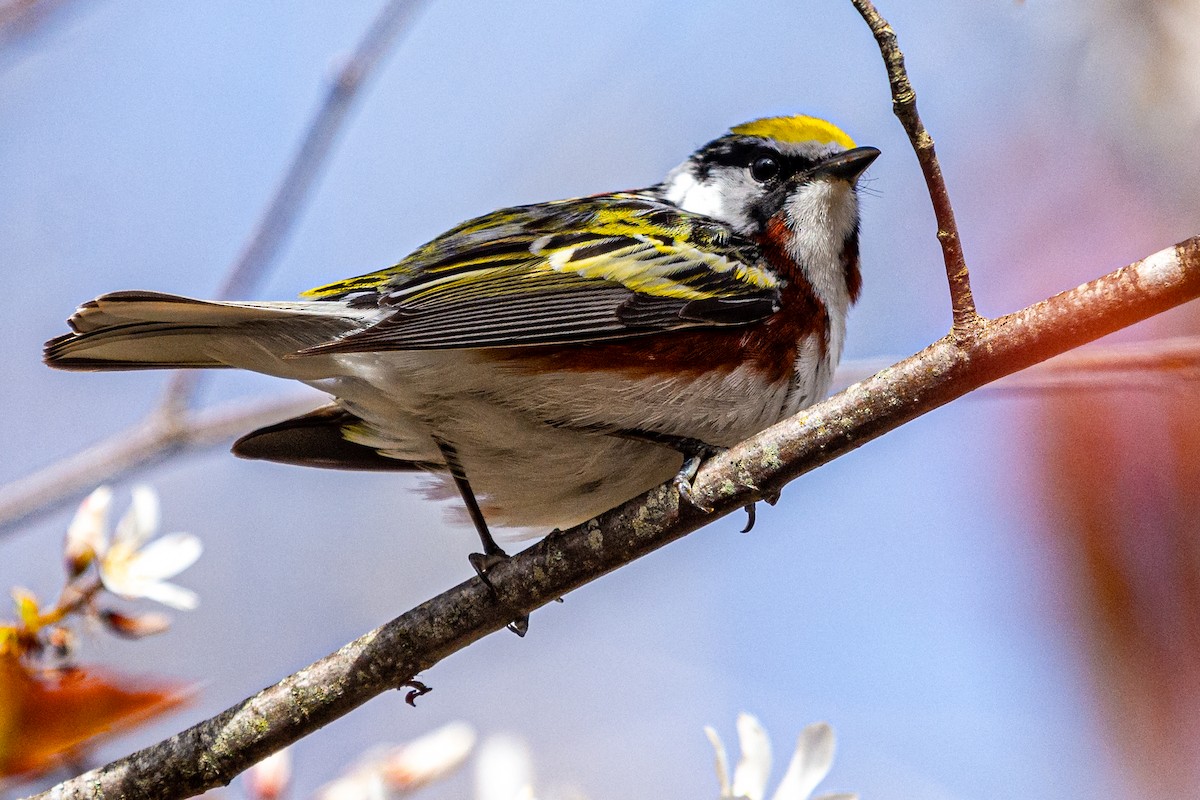 Chestnut-sided Warbler - ML619138748