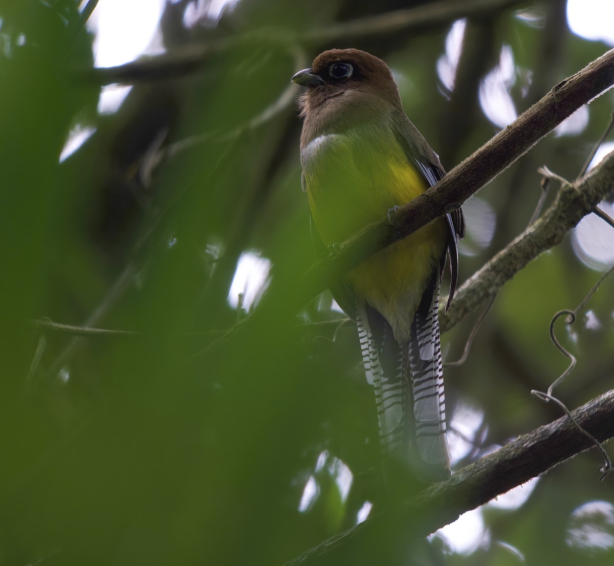 Northern Black-throated Trogon - Wayne Gillatt