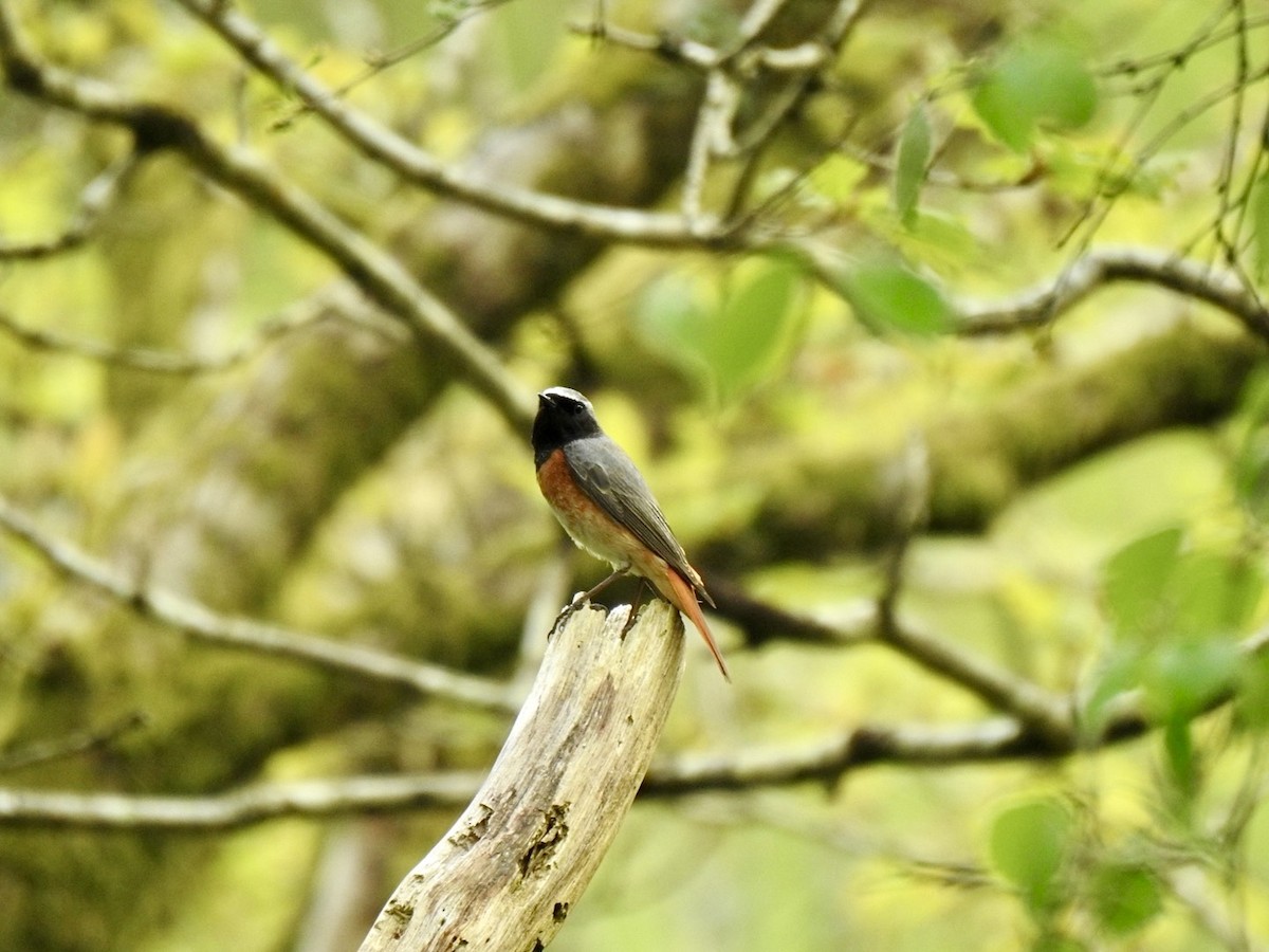 Common Redstart (Common) - Stephen Bailey
