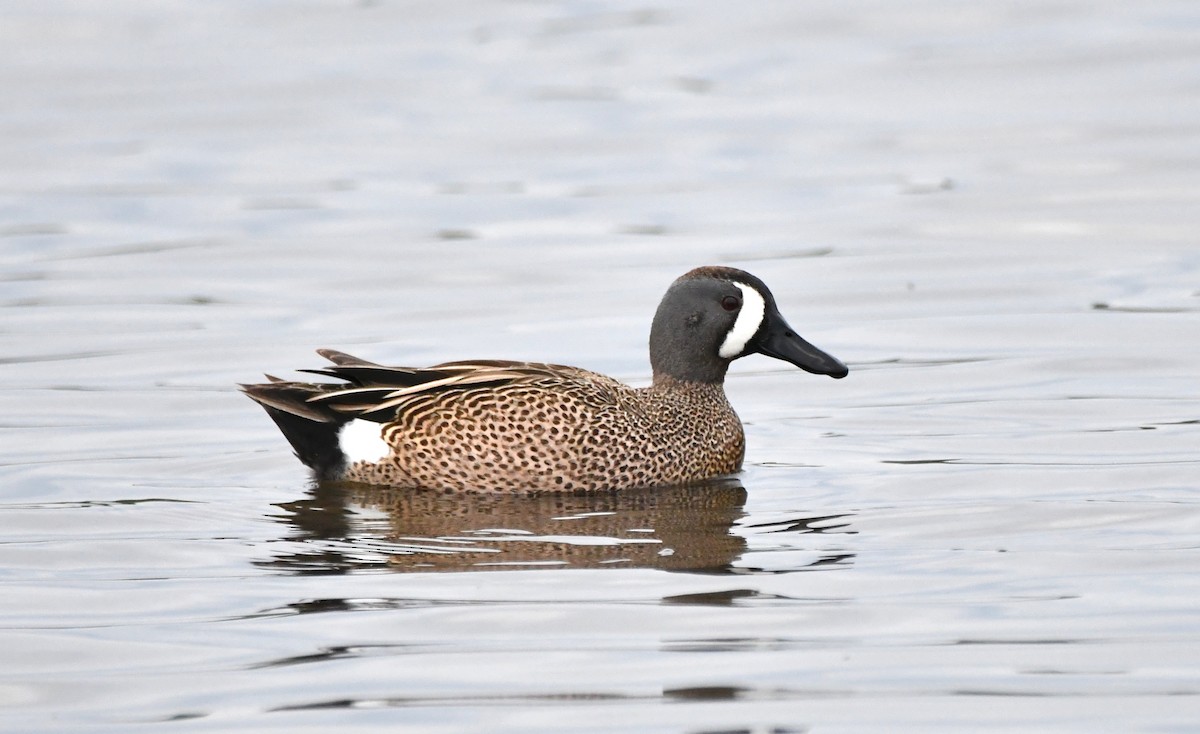 Blue-winged Teal - ML619138770