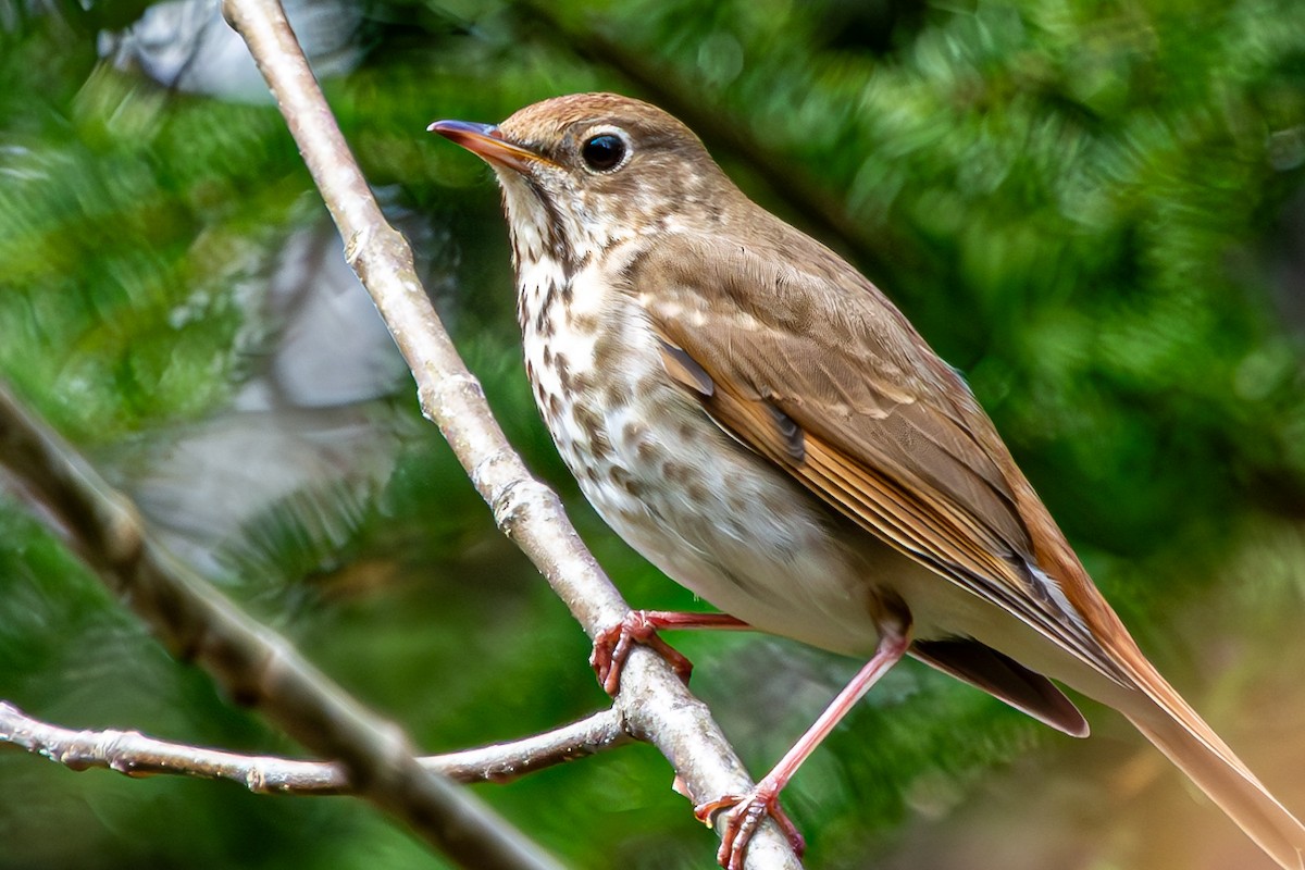 Hermit Thrush - ML619138771