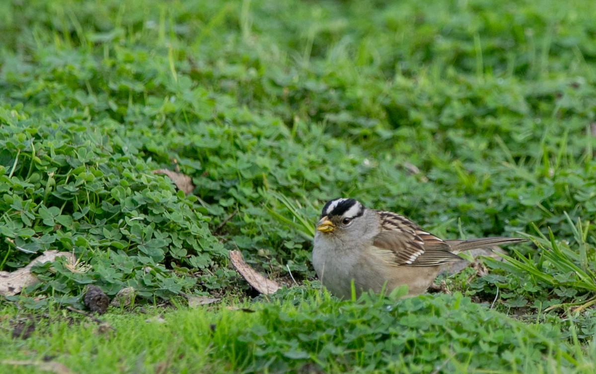 White-crowned Sparrow (Yellow-billed) - Hoeckman's Wildlife