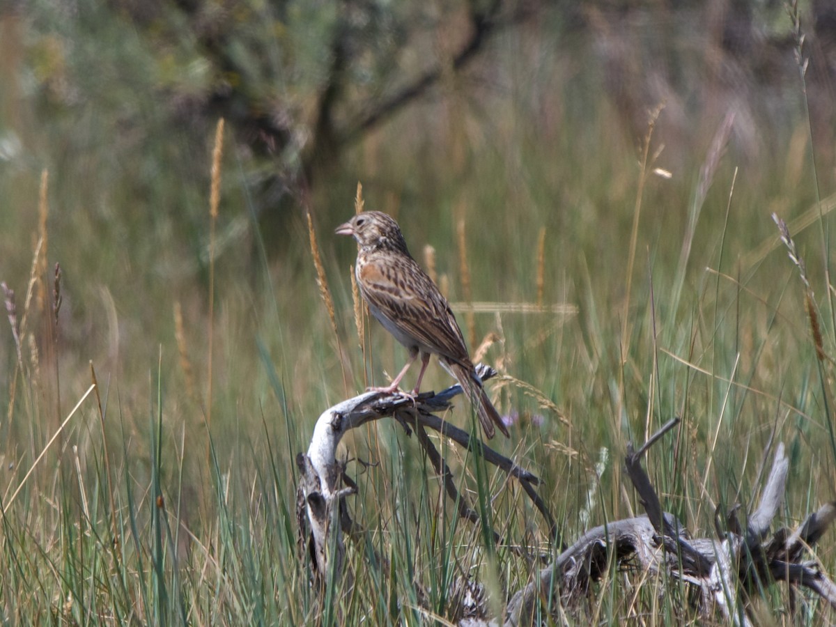 Vesper Sparrow - ML619138804