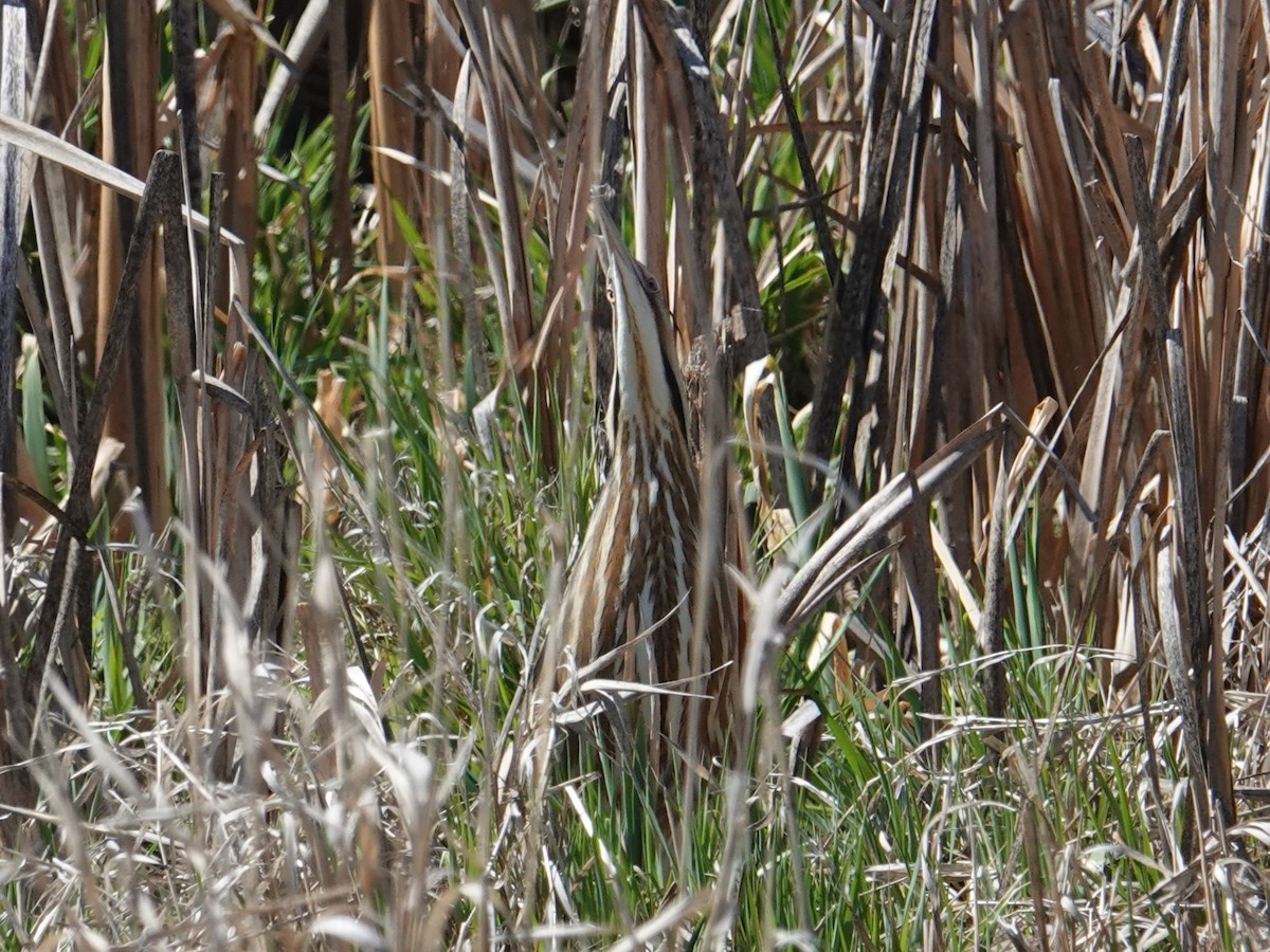 American Bittern - ML619138839