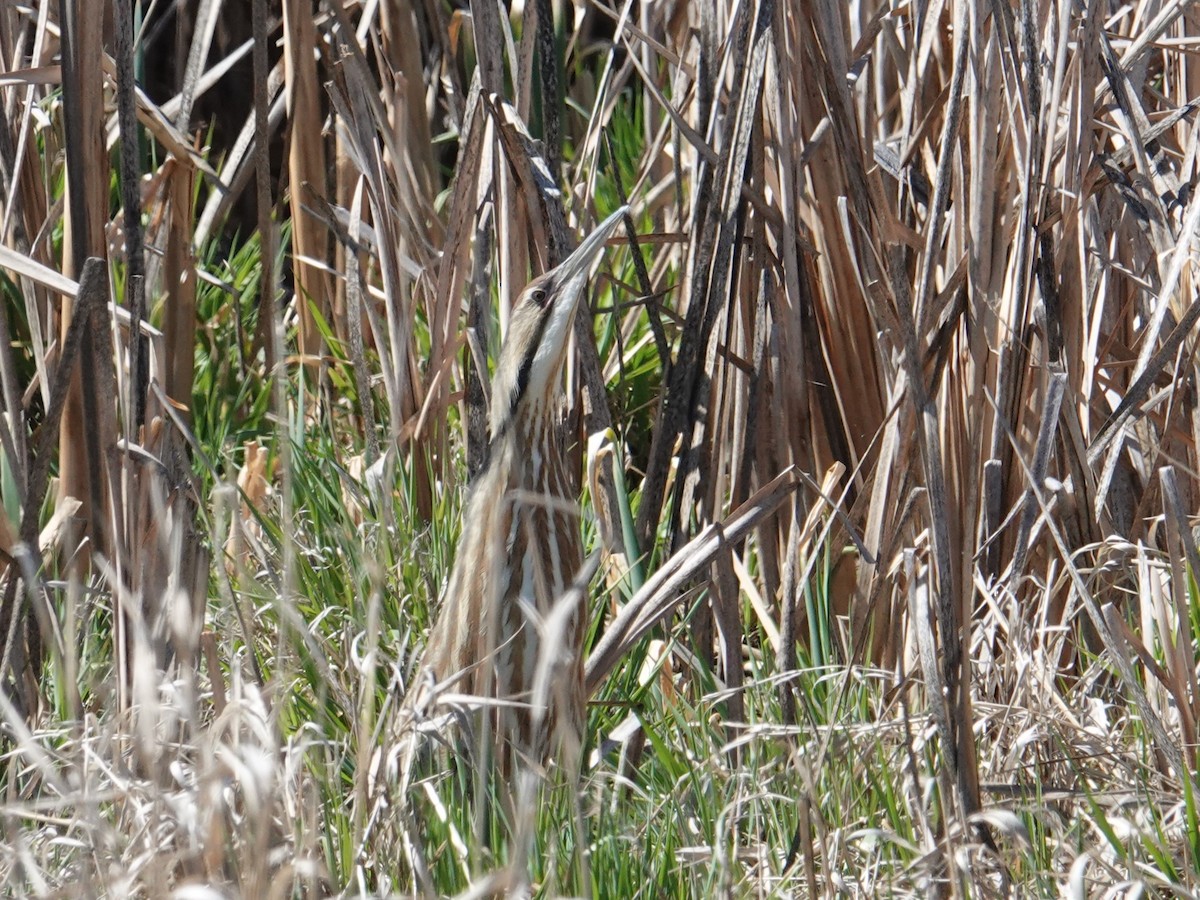 American Bittern - ML619138841