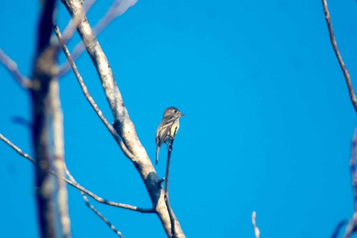 Least Flycatcher - Manuel de Jesus Hernandez Ancheita